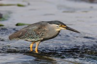 Rosh Tzippor - Birdwatching Center